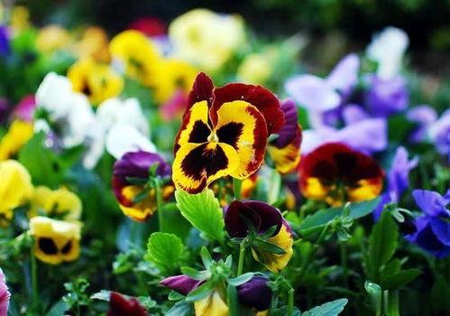 三色堇,色彩斑斓的植物世界中的璀璨明珠